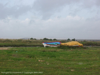 PEA_ALC02_58
