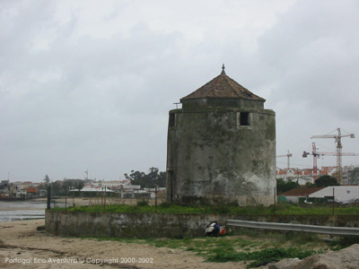 PEA_ALC02_67