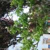 PEA_POM02_22