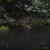 ibe06_et8_cannyoning_3479_av
